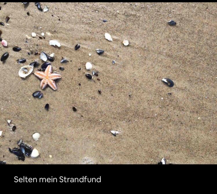 Die Kleine Acht - Direkt Am Strand Dierhagen Exteriör bild